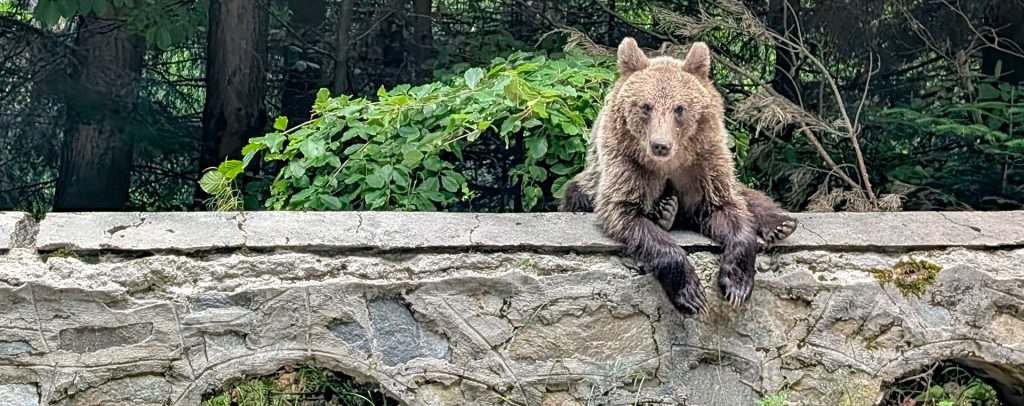 Un orso sulla Transfagarasan in Romania. Foto sul blog di viaggi "Nerd in Spalla: viaggiatori poco seri"