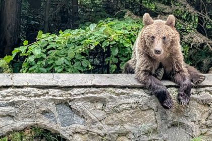 Un orso sulla Transfagarasan in Romania. Foto sul blog di viaggi "Nerd in Spalla: viaggiatori poco seri"