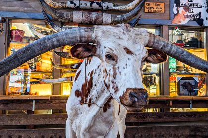 Longhorn a Fort Worth Stockyards Texas. Foto sul blog di viaggi "Nerd in Spalla: viaggiatori poco seri" dedicato alla cultura pop