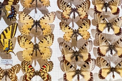 Farfalle al Must - Museo di Storiografia Naturalistica di Parma. Foto sul blog di viaggi "Nerd in Spalla" dedicato alla cultura pop